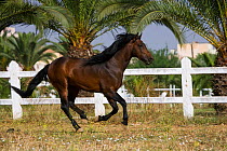 A bay Arab Barb stallion cantering in a paddock at the National Stud of Meknes, Morocco, June 2010