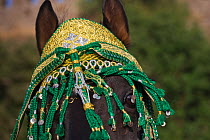 Close up of a black Arab Barb stallion decorated for the Fantasia, Morocco. Model Released, Juen 2010