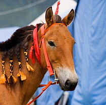 Portrait of a decorated Tibetan horse, during the horse festival, near Huangyan, in the Garze Tibetan Autonomous Prefecture in the Sichuan Province, China, June 2010