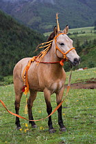 A dressed Tibetan stallion stands before the endurance race, during the horse festival, near Huangyan, in the Garze Tibetan Autonomous Prefecture in the Sichuan Province, China, June 2010