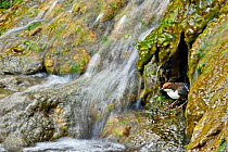 Dipper (Cinclus cinclus) emerging from nest on waterfall, Brecon Beacons National Park, Wales, UK