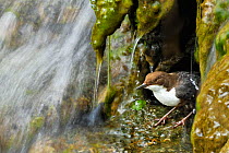Dipper (Cinclus cinclus) emerging from nest on waterfall, Brecon Beacons National Park, Wales, UK