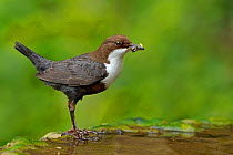 Dipper (Cinclus cinclus) standing in shallow water, with food for chicks in beak, Brecon Beacons National Park, Wales, UK