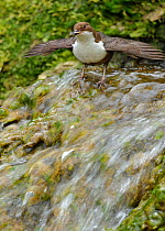 Dipper (Cinclus cinclus) at top of waterfall, with wings outstretched, Brecon Beacons National Park, Wales, UK