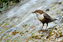 Dipper (Cinclus cinclus) standing in fast flowing water, with food for chicks in beak, Brecon Beacons National Park, Wales, UK