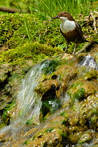 Dipper (Cinclus cinclus) standing in fast flowing water, with food for chicks in beak, Brecon Beacons National Park, Wales, UK
