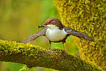 Dipper (Cinclus cinclus) portrait, standing on moss covered branch, with wings outstretched, and food for chicks in beak, Brecon Beacons National Park, Wales, UK