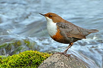 Dipper (Cinclus cinclus) portrait, standing on exposed stone in fast flowing river, Brecon Beacons National Park, Wales, UK