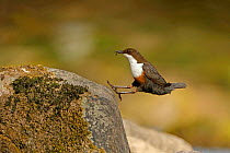 Dipper (Cinclus cinclus) landing on exposed stone,  with insect prey for chicks in beak, Brecon Beacons National Park, Wales, UK