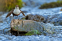 Dipper (Cinclus cinclus) portrait facing camera, standing on exposed stone in fast flowing river, Brecon Beacons National Park, Wales, UK