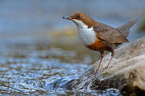 RF- Dipper (Cinclus cinclus) portrait, standing on exposed stone in fast flowing river, with insect prey in beak for chicks. Brecon Beacons National Park, Wales, UK. (This image may be licensed either...