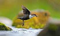 Dipper (Cinclus cinclus) flying low over fast flowing  river, carrying prey in beack, for chicks. Brecon Beacons National Park, Wales, UK