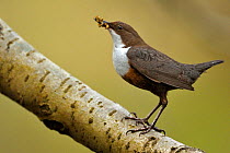 Dipper (Cinclus cinclus) portrait, standing on tree branch, with food for chicks in beak, Brecon Beacons National Park, Wales, UK