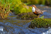 Dipper (Cinclus cinclus) portrait, standing on exposed stone in fast flowing river, with food for chicks in beak, Brecon Beacons National Park, Wales, UK