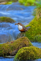 Dipper (Cinclus cinclus) portrait, standing on exposed stone in fast flowing river, with food for chicks in beak, Brecon Beacons National Park, Wales, UK