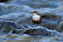 Dipper (Cinclus cinclus) portrait, standing in fast flowing freshwater river, with prey in beak for chicks, Brecon Beacons National Park, Wales, UK