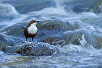 Dipper (Cinclus cinclus) portrait, standing on exposed stone, in fast flowing freshwater river, Brecon Beacons National Park, Wales, UK