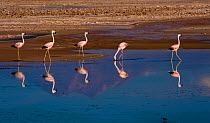 Flock of Chilean Flamingos (Phoenicopterus chilensis) feeding, with the reflection of Andean volcanos in the heavily salted waters of this laguna, Atacama Desert, Los Flamencos National Reserve, Chile...