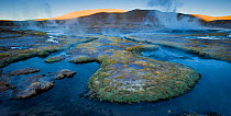 Tatio Geysers in early morning light, with steam rising from scalding hot water, coloured from mineral deposits. Atacama, Chile. April 2009