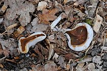 Bleach cup fungus (Disciotis venosa) growing on wood chips in woodland. Surrey, England.