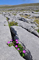 Bloody Cranesbill (Geranium sanguineum) growing on limestone pavement, the Burren, County Clare, Republic of Ireland