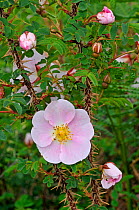 Burnet Rose (Rosa pimpinellifolia) Burren, County Clare, Republic of Ireland. June.