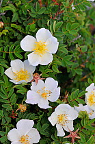 Burnet Rose (Rosa spinosissima) Burren, County Clare, Republic of Ireland. June.