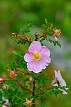 Burnet Rose (Rosa spinosissima) Burren, County Clare, Republic of Ireland. June.