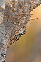 Cicada (Cicadetta sp) camouflaged on tree trunk, Crete, Greece.
