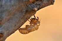 Cicada (Cicadetta sp) emerging from pupa on tree trunk, Crete, Greece.