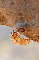 Cicada (Cicadetta sp) empty pupa case on tree trunk, Crete, Greece.