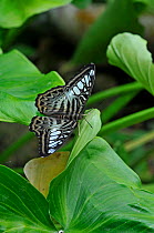 Clipper Butterfly (Parthenos sylvia) at rest with wings open.