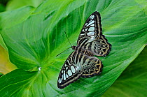 Clipper Butterfly (Parthenos sylvia) at rest with wings open.
