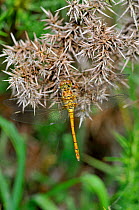 Common Darter Dragonfly (Sympetrum striolatum) female at rest, Dartmoor, England.