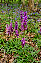 Early Purple Orchid (Orchis mascula) in Hazel (Corylus avellana) coppiced woodland, Surrey, England. May