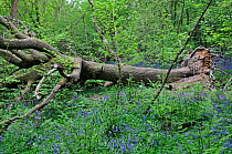 Fallen English Oak (Quercus robur) tree in Bluebell (Endymion nonscriptus) woodland. Surrey, England, May