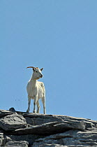 Feral Goat (Capra hircus) male standing on rocks, The Burren, County Clare, Republic of Ireland