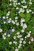 Greater Stitchwort (Stellaria holostea) with Bluebells. Surrey, England, May