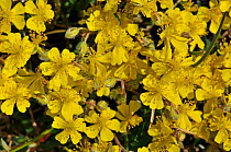 Hoary Rockrose (Helianthemum canum) The Burren, County Clare, Republic of Ireland