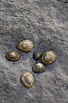 Common Limpets (Patella vulgata) on rock in littoral zone, County Clare, Republic of Ireland