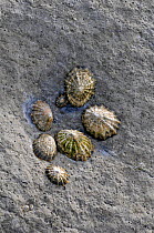 Common Limpets (Patella vulgata) on rock in littoral zone, County Clare, Republic of Ireland