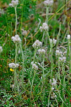 Mountain Everlasting / Cat's Foot (Antennaria dioica) in flower, The Burren, County Clare, Republic of Ireland.