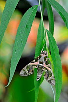 Oleander Hawkmoth (Daphnis nerii) at rest on leaves.
