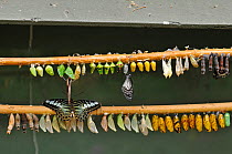 Butterfly and moth pupae hanging from bamboo canes in butterfly house. Note emerging butterflies. Devon, England