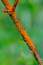 Rose stem (Rosa sp) infected with Rose rust fungus (Phragmidium tuberculatum)