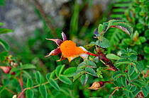 Burnet rose (Rosa pimpinellifolia) hip infected with Rust fungus (Phragmidium tuberculatum) The Burren, County Clare, Republic of Ireland