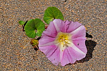 Sea Bindweed (Calystegia soldanella) in flower,  Fanore Sand Dune, The Burren, County Clare, Republic of Ireland