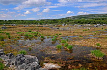 A 'Turtlough' lake, beginning to dry out in summer. The Burren, County Clare, Republic of Ireland. June 2010