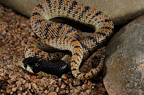 Western Coral Snake (Aspidelaps lubricus cowlesi) coiled within itself against rocks, Khomas, Namibia