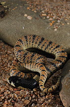 Western Coral Snake (Aspidelaps lubricus) coiled within itself against rocks, Khomas, Namibia